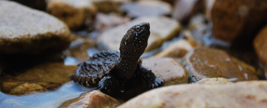 Land use and pollution shift female-to-male ratios in snapping turtles, raising conservation concerns