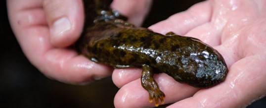 On NPR: The Search For Giant, Rare Salamanders That Live In Georgia