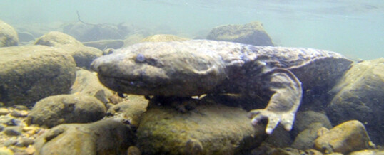 Saving the Hellbender, a Giant Salamander Under Threat