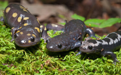 Spotted, Jefferson, and Marbled salamanders posing all together