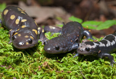 Spotted, Jefferson, and Marbled salamanders posing all together