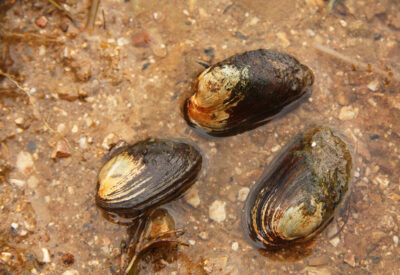 Freshwater thick-shelled river mussel on a close up horizontal p