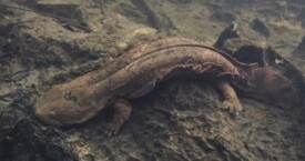 Hopkins’ Lab Study on Filial Cannibalism in Eastern Hellbenders Featured in The New York Times