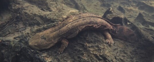 Hopkins’ Lab Study on Filial Cannibalism in Eastern Hellbenders Featured in The New York Times