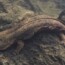 Hopkins’ Lab Study on Filial Cannibalism in Eastern Hellbenders Featured in The New York Times