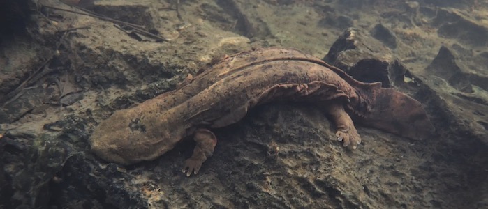 Hopkins' Lab Study on Filial Cannibalism in Eastern Hellbenders Featured in  The New York Times – Conservation Physiology and Wildlife Ecotoxicology