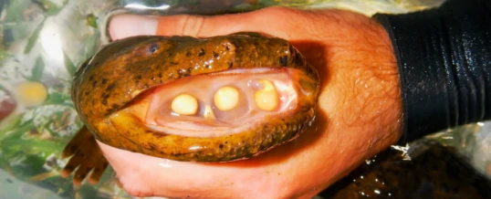 Hellbenders Take the Spotlight in The Wildlife Professional